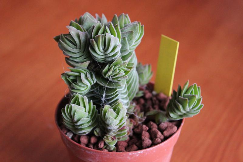 Crassula ‘Buddha’s Temple’