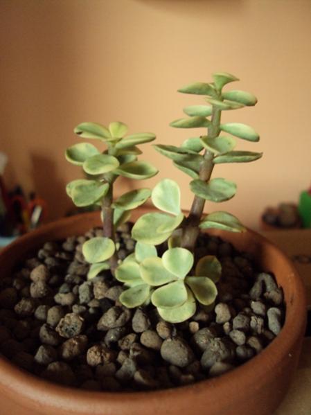 Crassula afra variegata (Portulacea variegata)