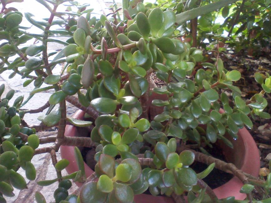 Crassula Arborescens