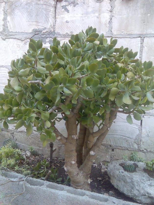 crassula arborescens