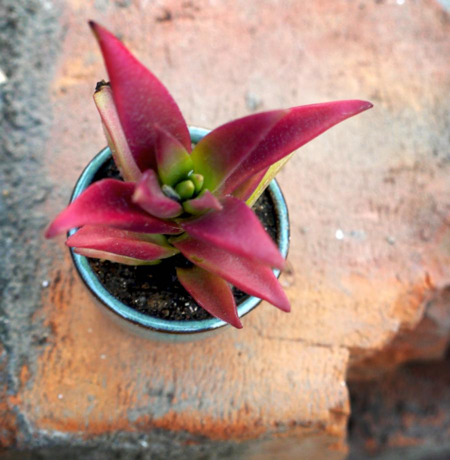 crassula capitella campfire (specie diversa dalla erosula campfire).