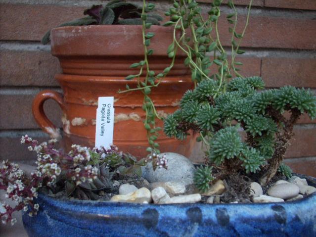 Crassula-capitella

Sedum-multiceps