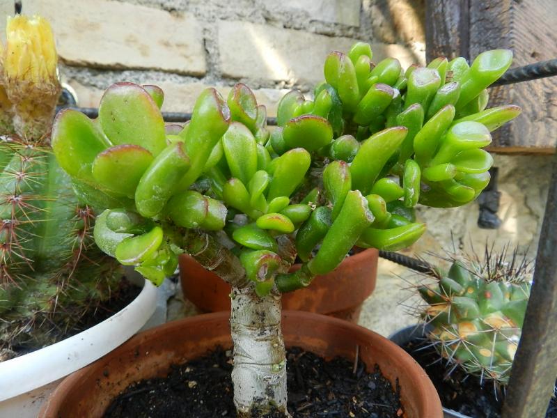 Crassula clavata hobbit