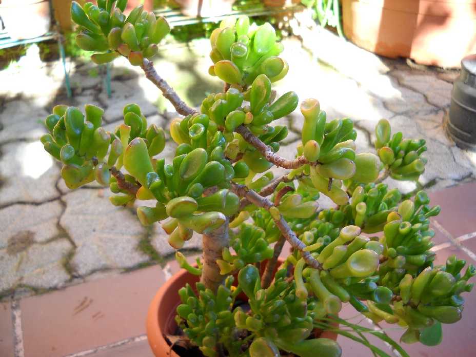 Crassula - Copia.