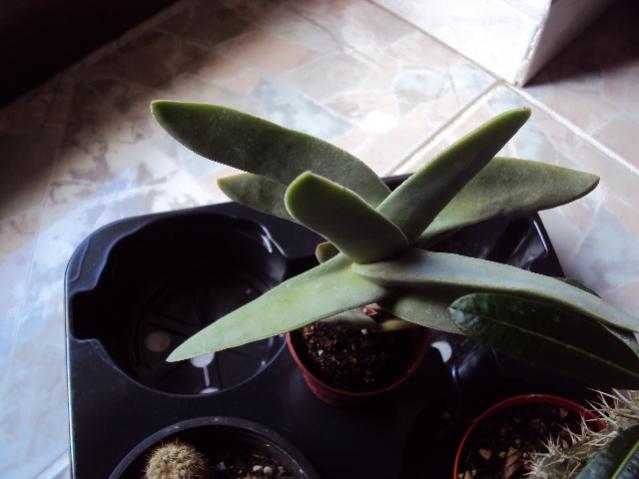 crassula falcata
