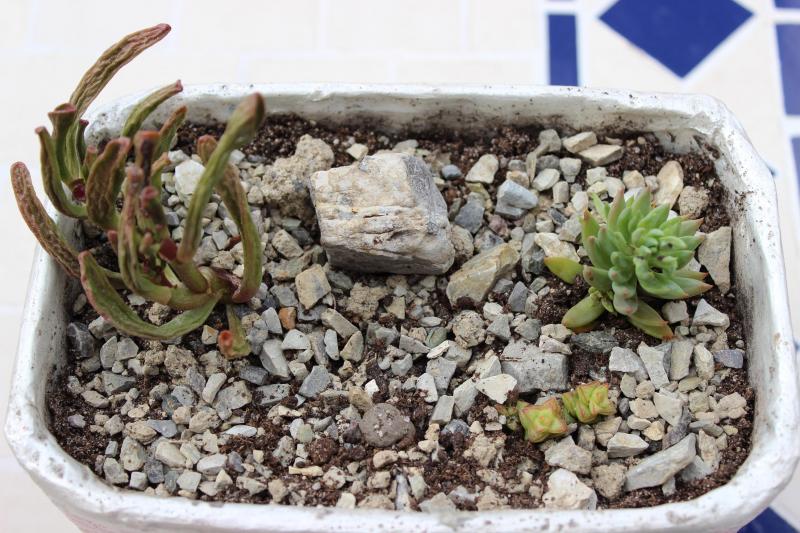crassula hobbit (un po patita dalla stagione fredda, ma ha delle belle radici) e regalini di fra! :)
quelle piccine penso siano crassule commutate