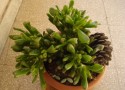 Crassula Hobbit