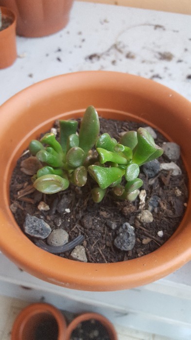 Crassula Hobbit