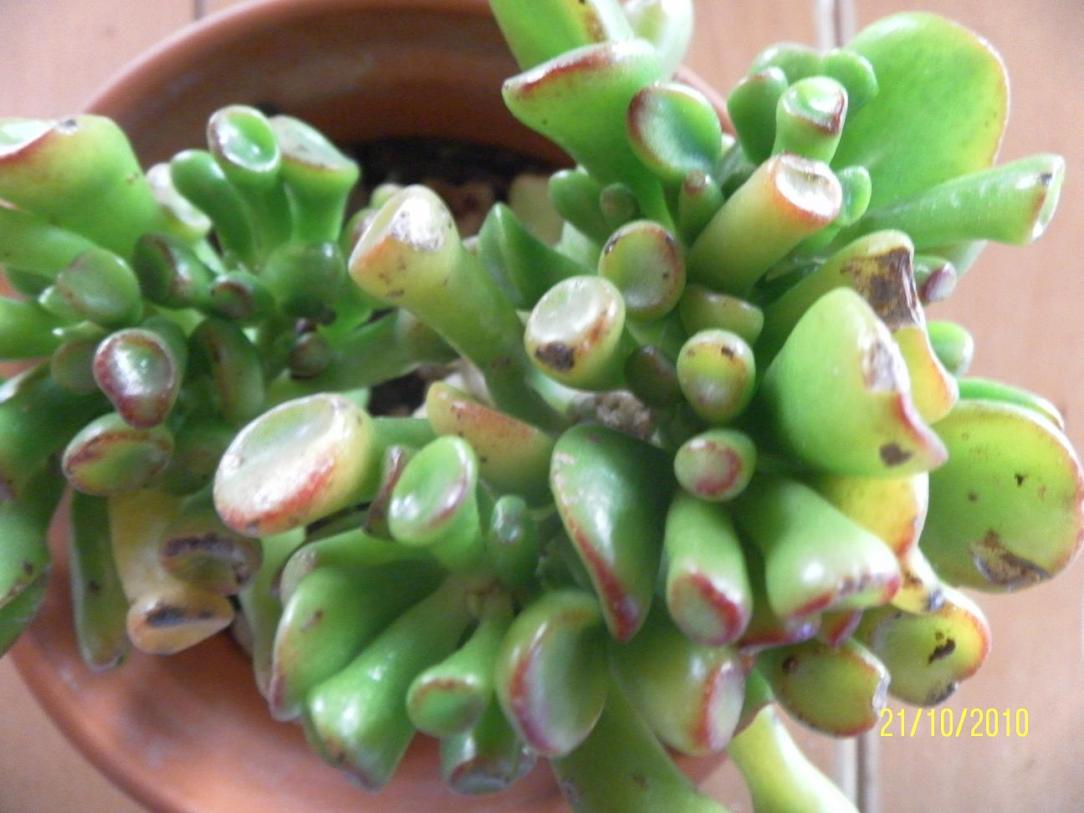 crassula hobbit