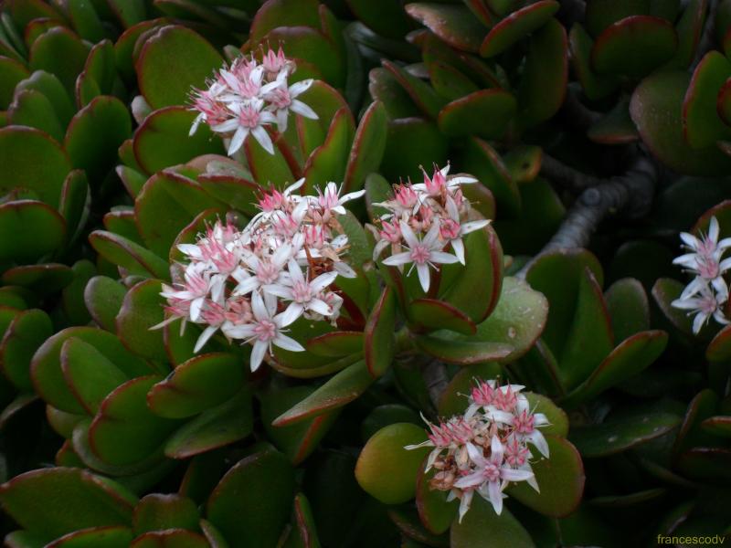 crassula ovata (Copia)