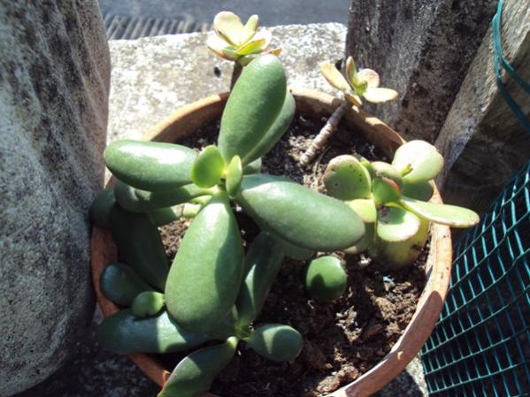 Crassula ovata e &#