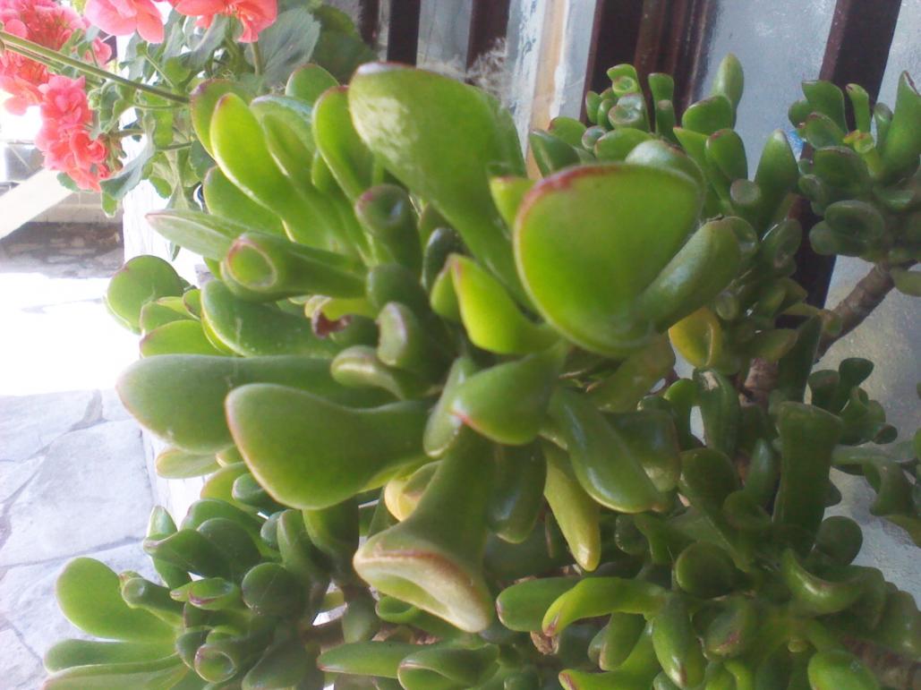 Crassula Ovata Forma Clavata