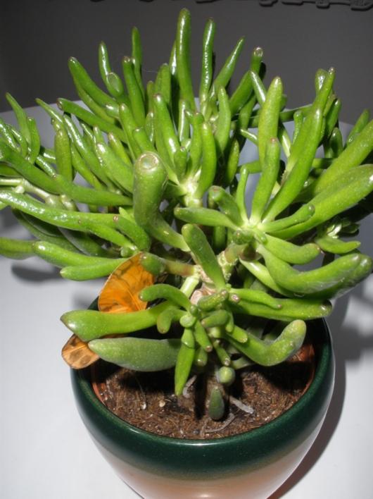 Crassula Ovata Gollum