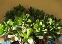 Crassula Ovata