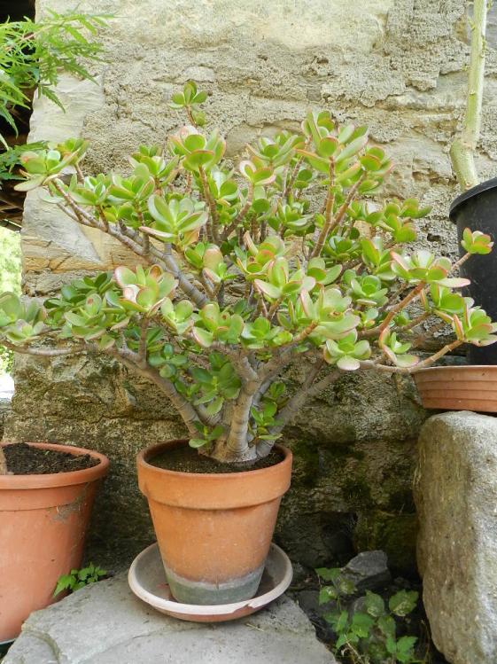 Crassula ovata