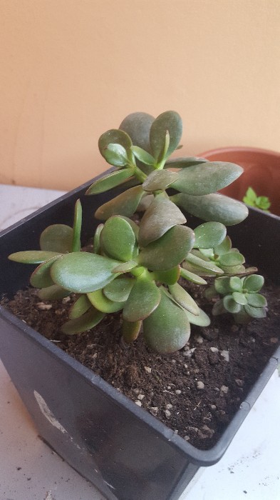 Crassula Ovata