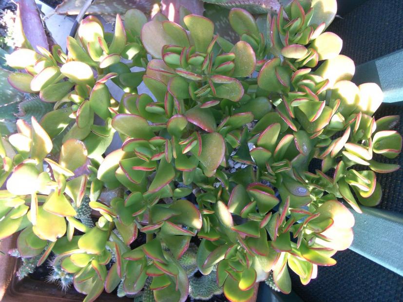 crassula ovata