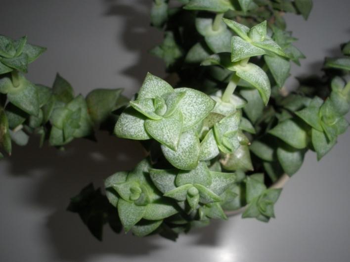 Crassula Perforata Commutata