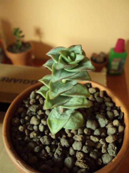 Crassula Perforata