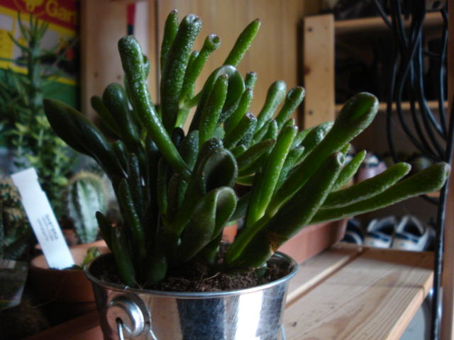 Crassula Portulacea  cv Hobbit