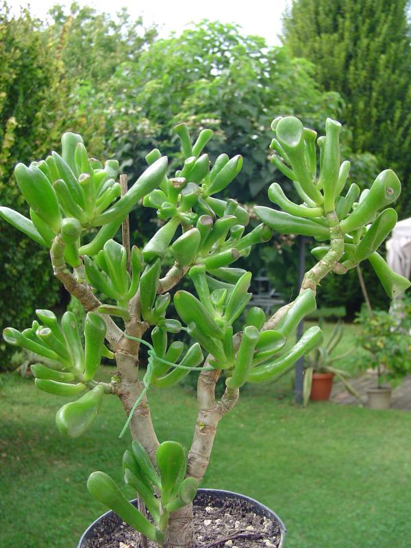 Crassula portulacea Hobbit