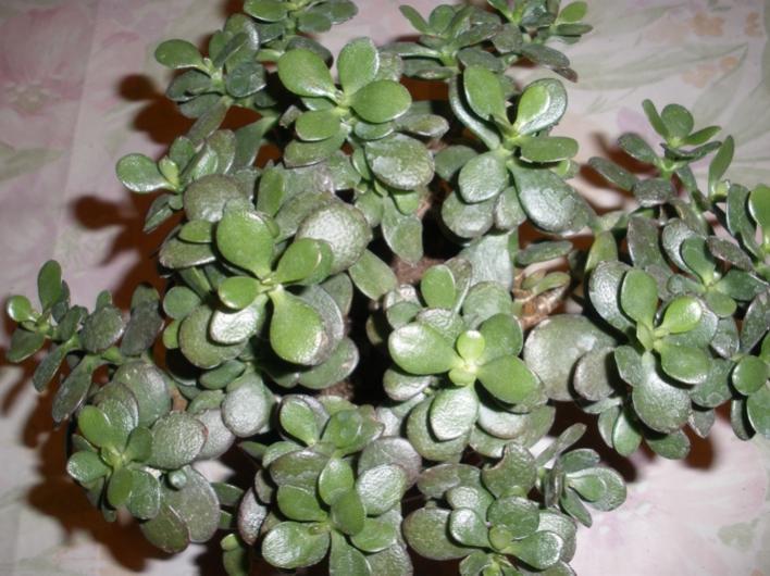 Crassula portulacea