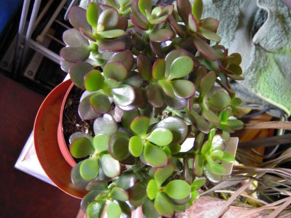 Crassula Portulacea