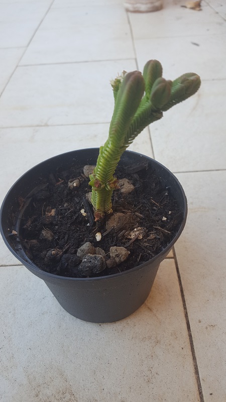 Crassula Pyramidalis