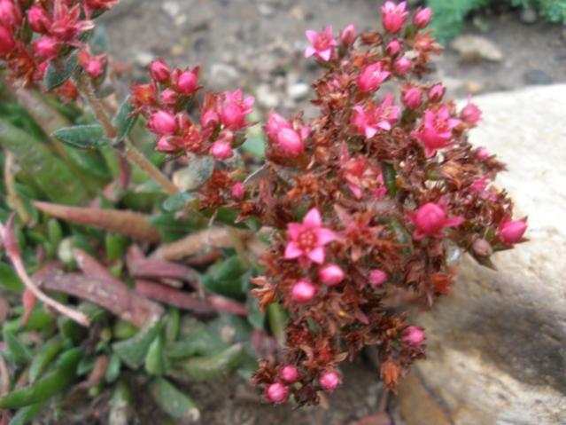 Crassula schmidtii