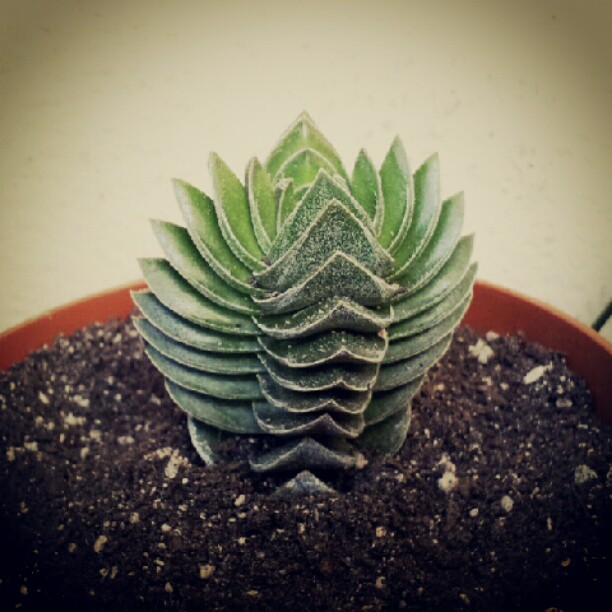 Crassula Tempio di Buddha