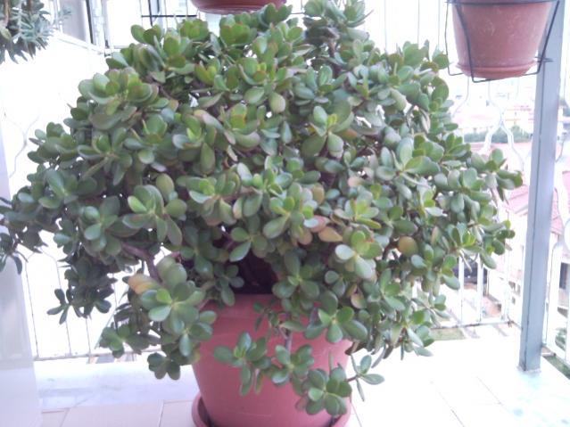 Crassula.