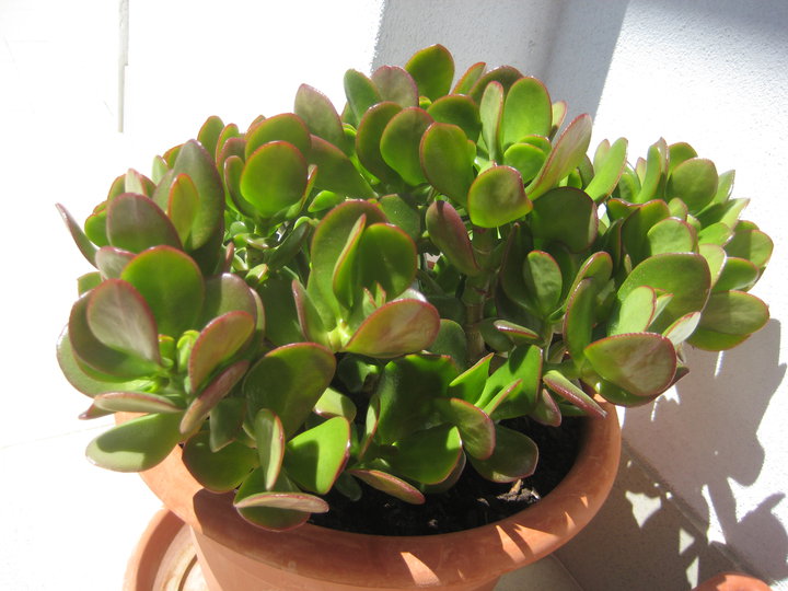 Crassula