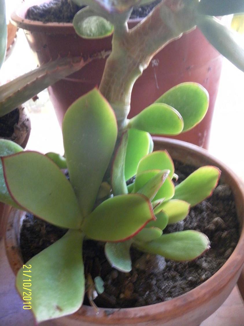 crassula