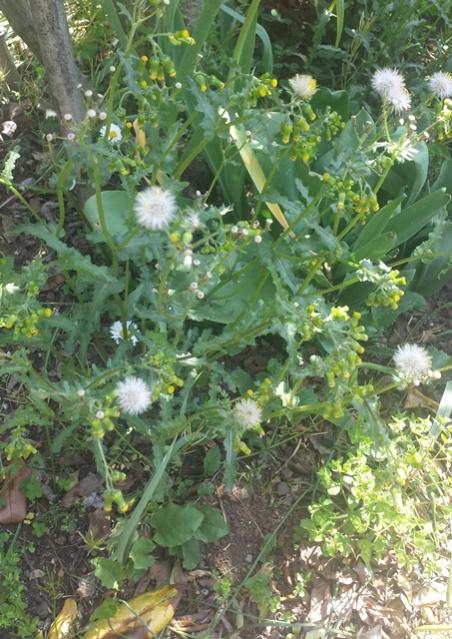 crepis capillaris