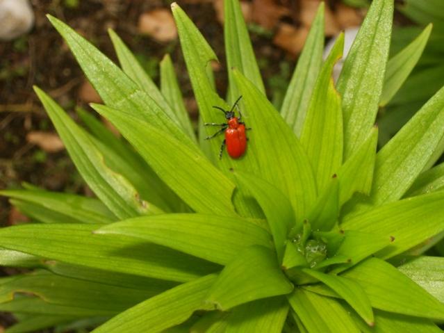 Criocera del giglio (Lilioceris lilii)