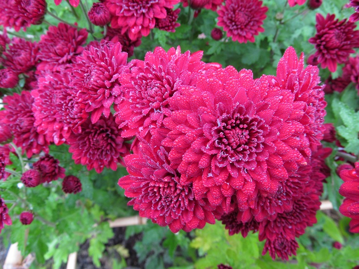 CRISANTEMO. ROSSO