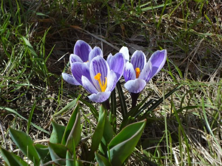 crocus 1