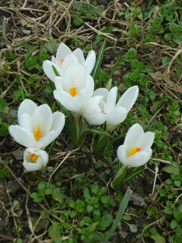 crocus 2