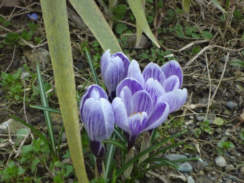 crocus 3