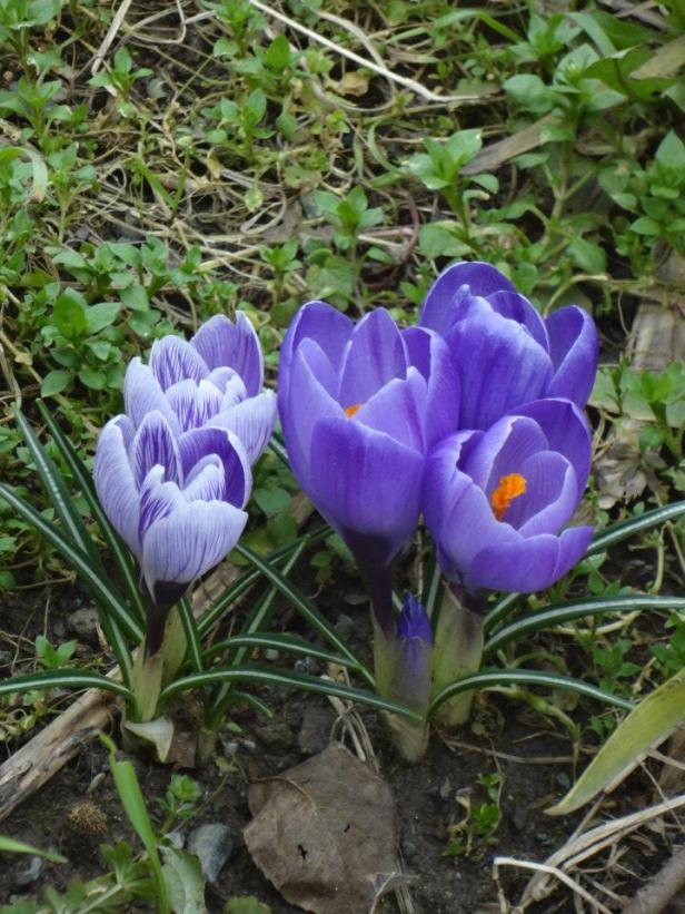 crocus 4