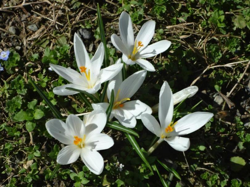 crocus 5