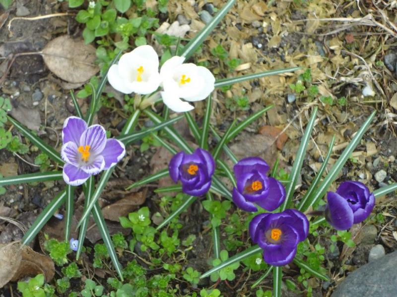 crocus 6