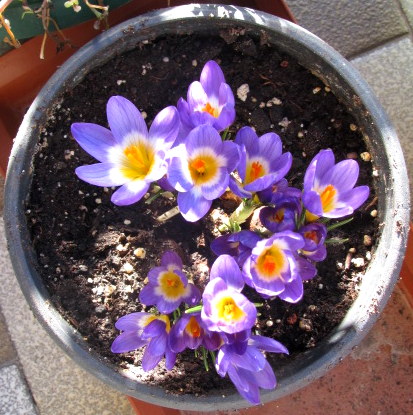 CROCUS 7/2/2013