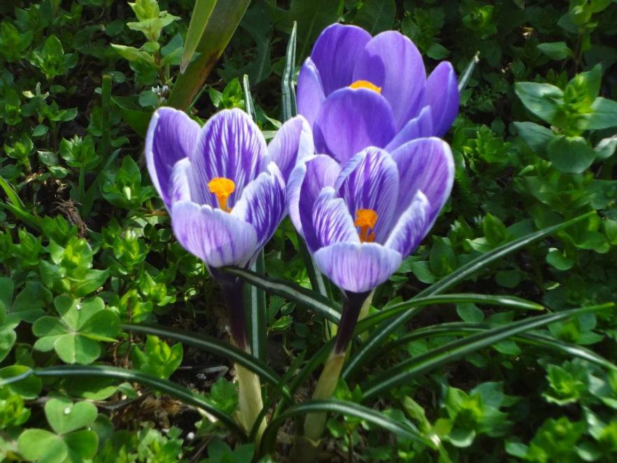 crocus 7