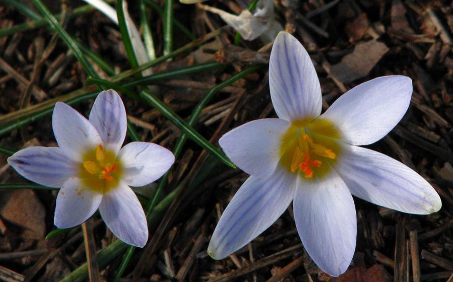 Crocus biflorus.