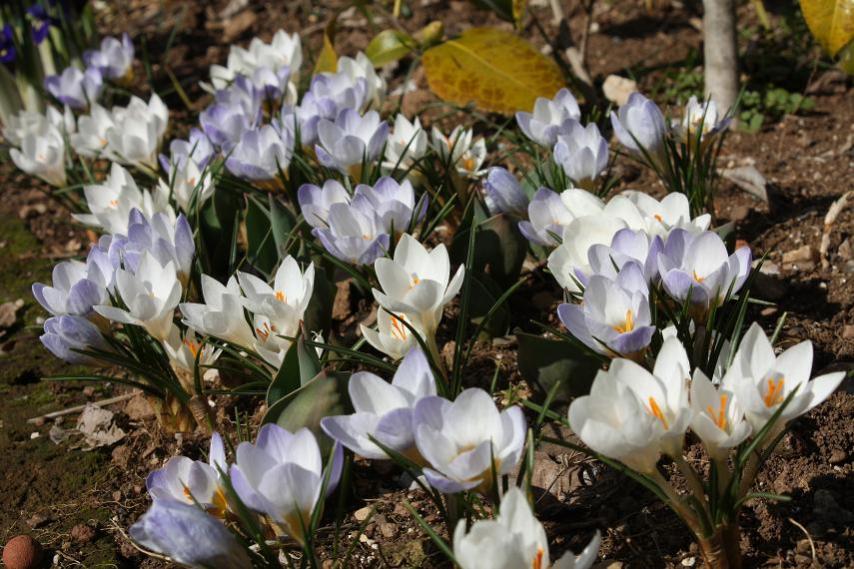 Crocus Chrisantus Blu Pearl e Ard Scheanck