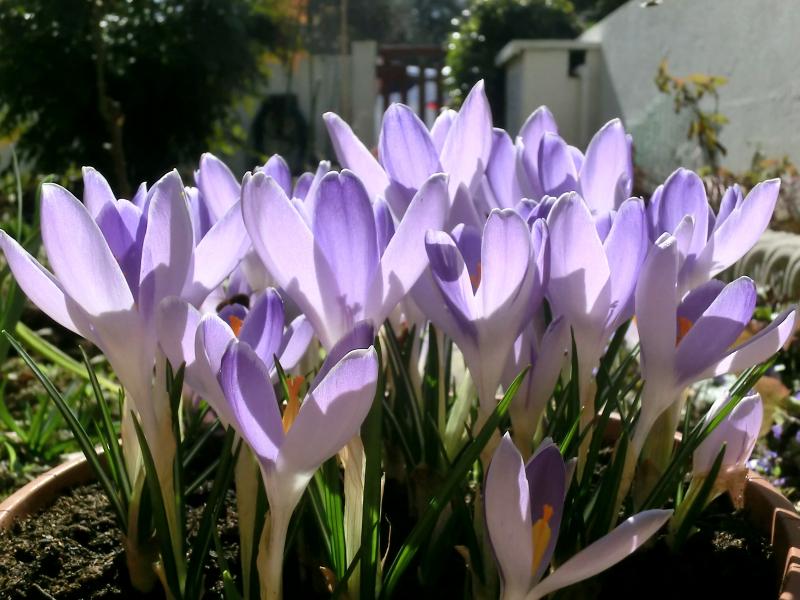 crocus