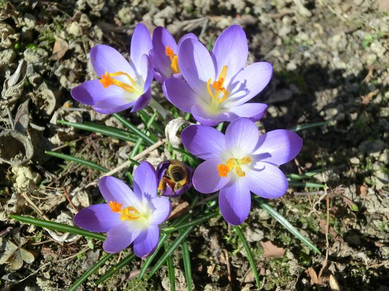 crocus