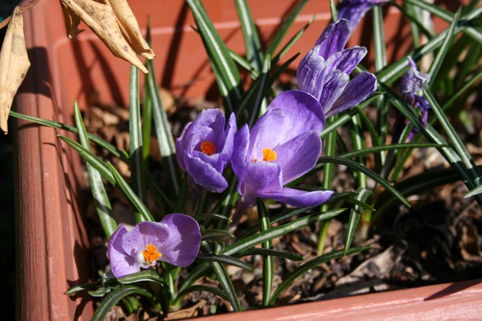 crocus