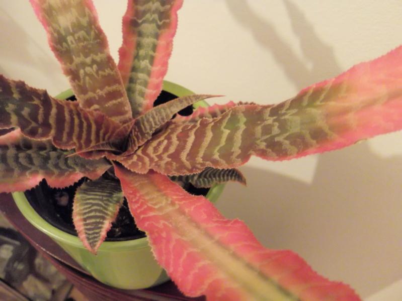 Cryptanthus2